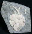 Carabocrinus Crinoid Fossil From Ontario #8630-1